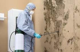 Trusted Hollywood, FL Mold Remediation Experts